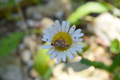 Close-up of white flowering plant