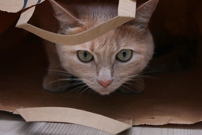 A red cat sitting in a paper bag. no waste