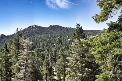 View of coniferous trees in forest