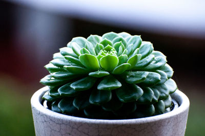 Close-up of succulent plant