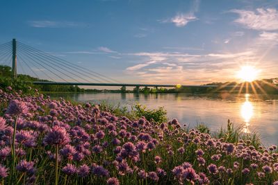 Purple flowering plants against sky during sunset