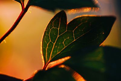 Close-up of wet plant leaves during sunset