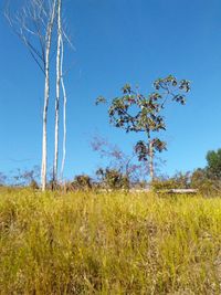 Scenic view of field against clear blue sky