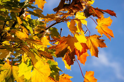 Low angle view of autumn leaves