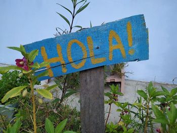 Text on plant against blue sky