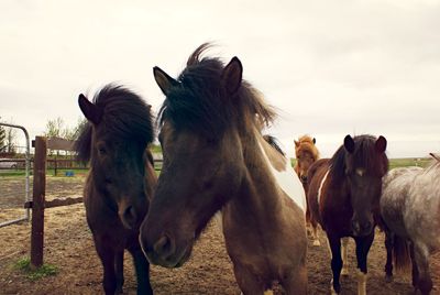 Horse standing on field