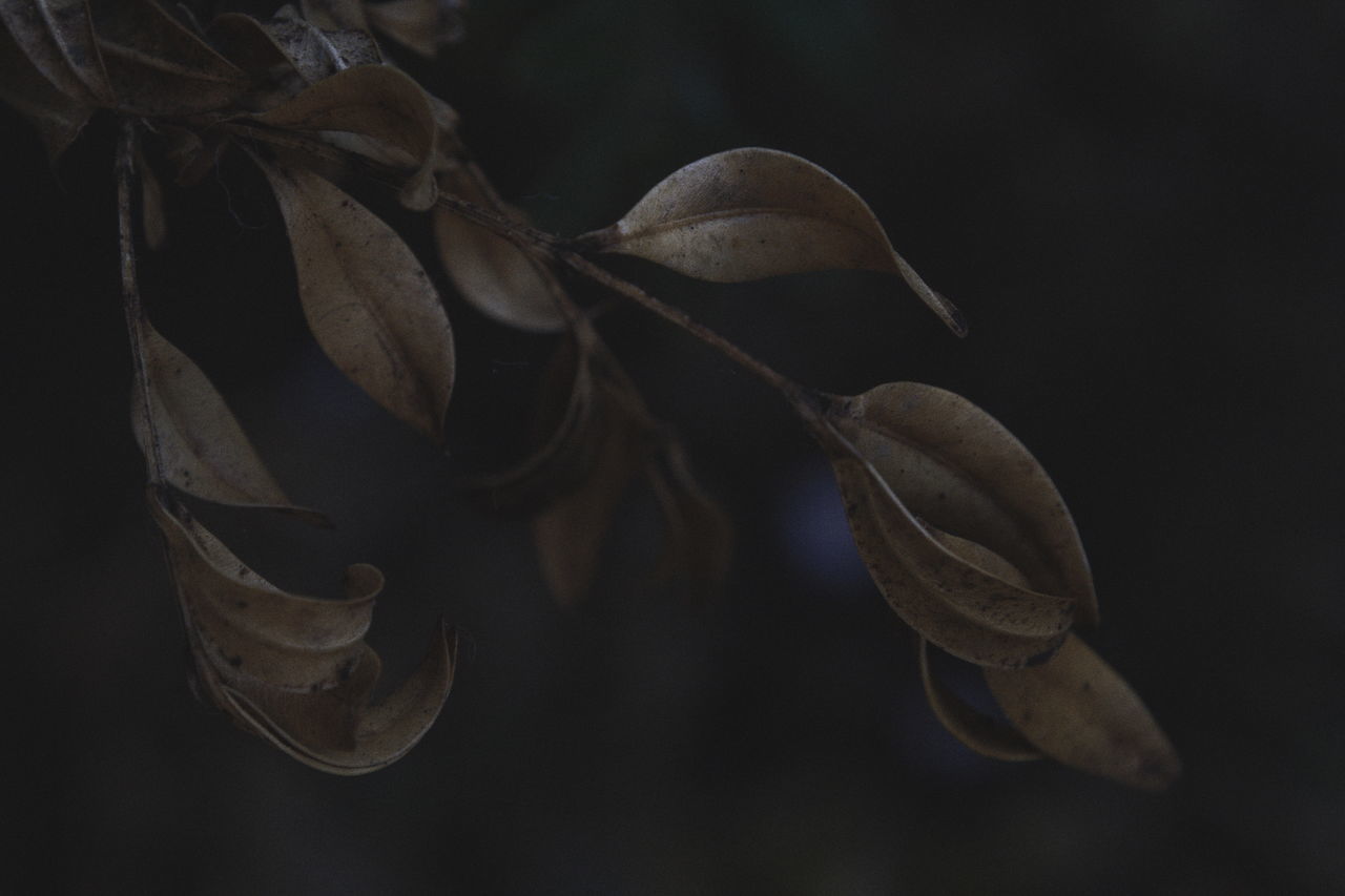 CLOSE-UP OF WILTED PLANT