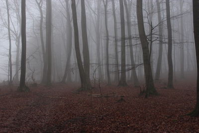 Scenic view of forest during foggy weather