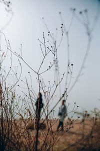 Close-up of plants against sunset