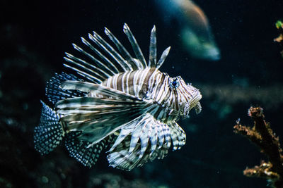 Close-up of fish swimming in sea