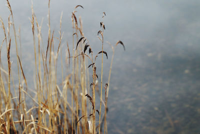 Close-up of dry plants on land
