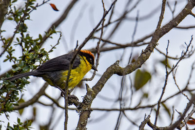 Low angle view of bird perching on branch