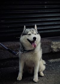 Close-up of dog