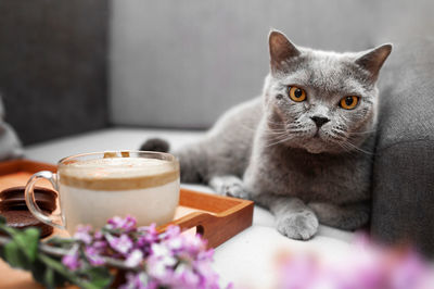 Close-up of a cat on table