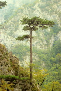 View of trees in forest