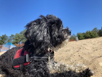 Dog on a land