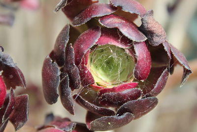 Close-up of plant against blurred background