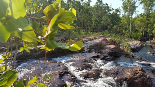 Plants growing in forest