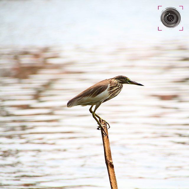 one animal, animal themes, bird, animals in the wild, wildlife, focus on foreground, perching, water, side view, nature, close-up, wood - material, wooden post, seagull, sky, full length, outdoors, day, pole, sea