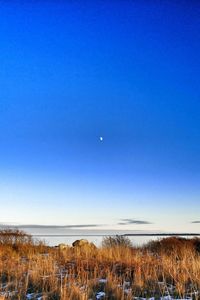Scenic view of field against clear blue sky