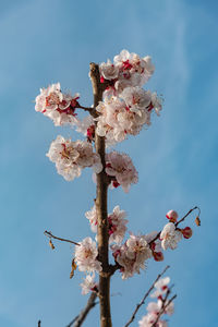 Low angle view of cherry blossoms against sky