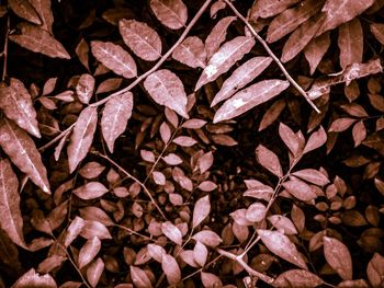 Full frame shot of dry leaves