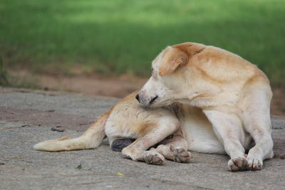 Side view of a dog resting