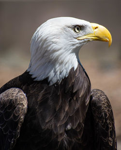 Close-up of eagle