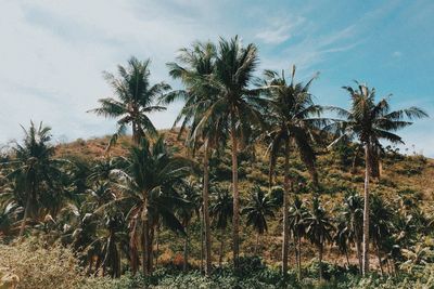 Palm trees on field against sky