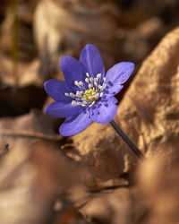 Close-up of purple crocus flower