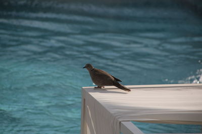 High angle view of bird perching on wooden railing