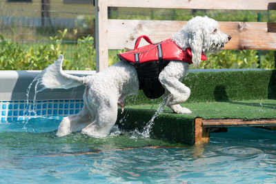 View of dog jumping in swimming pool