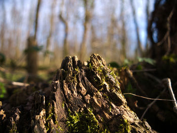 Close-up of tree trunk in forest