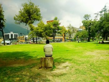 Trees on grassy lawn