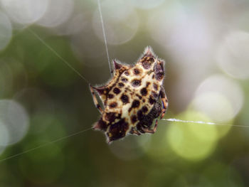 Close-up of butterfly on spider web