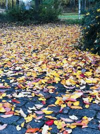 Autumn leaves fallen on park