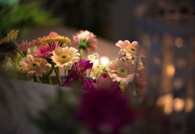 Close-up of pink flowering plants