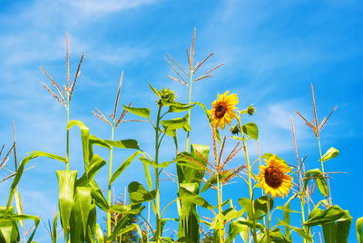 Close-up of yellow flowering plant against blue sky