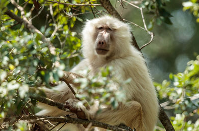 A leucistic olive baboon