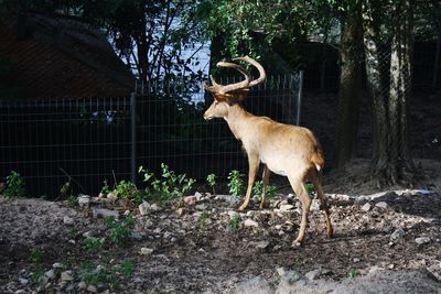 Deer standing in a field