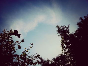 Low angle view of trees against cloudy sky