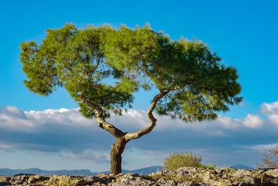 Low angle view of tree against sky