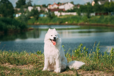 Dog running on field