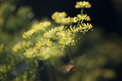 Close-up of yellow flowers blooming outdoors