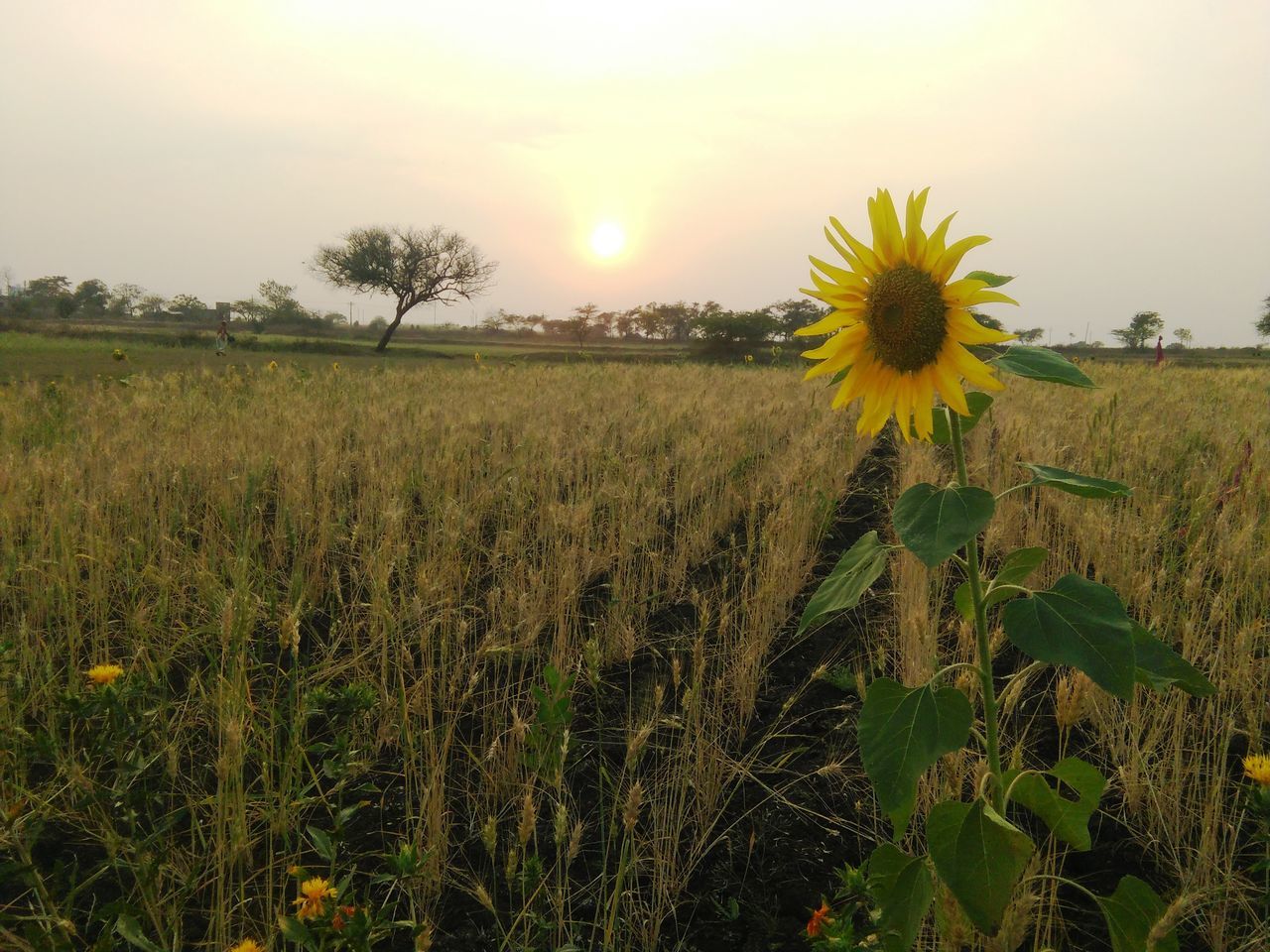 plant, field, sky, landscape, growth, land, agriculture, beauty in nature, rural scene, nature, environment, crop, prairie, sunset, flower, sunflower, yellow, flowering plant, cereal plant, scenics - nature, tranquility, freshness, rural area, meadow, farm, no people, grassland, grass, sun, tranquil scene, cloud, food, sunlight, outdoors, plain, tree, flower head, idyllic, fragility, food and drink, corn, green, summer, non-urban scene