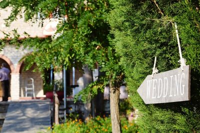 Trees growing in a row