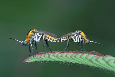 Close-up of insects on leaf