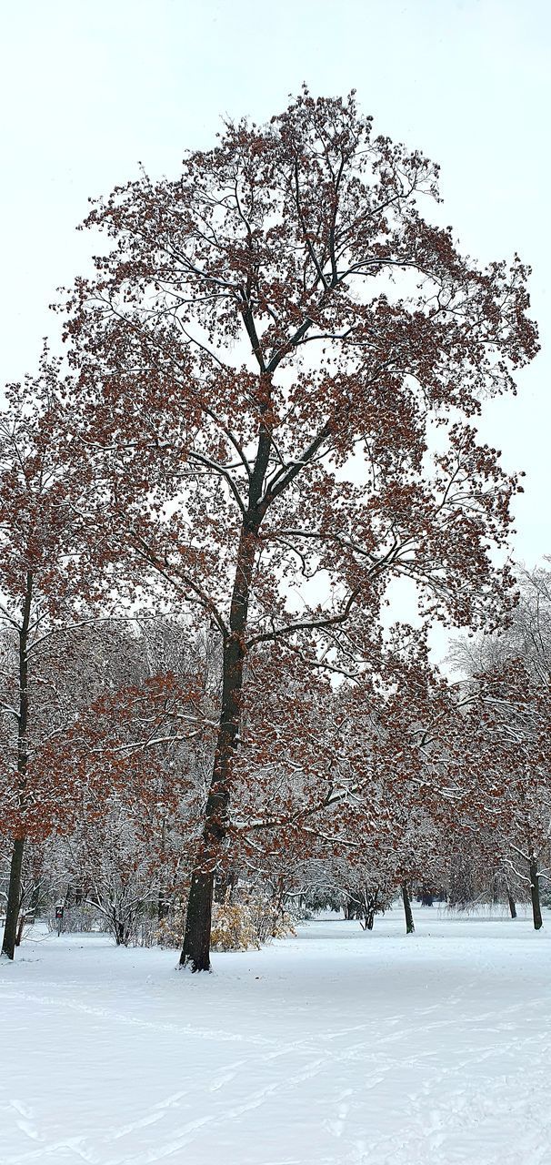 SNOW COVERED LAND AND TREES AGAINST SKY