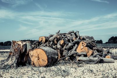 Stack of logs on field in forest