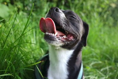 Close-up of dog on field